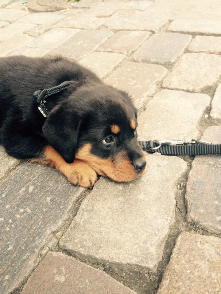 Rottweiler Anton billede 3