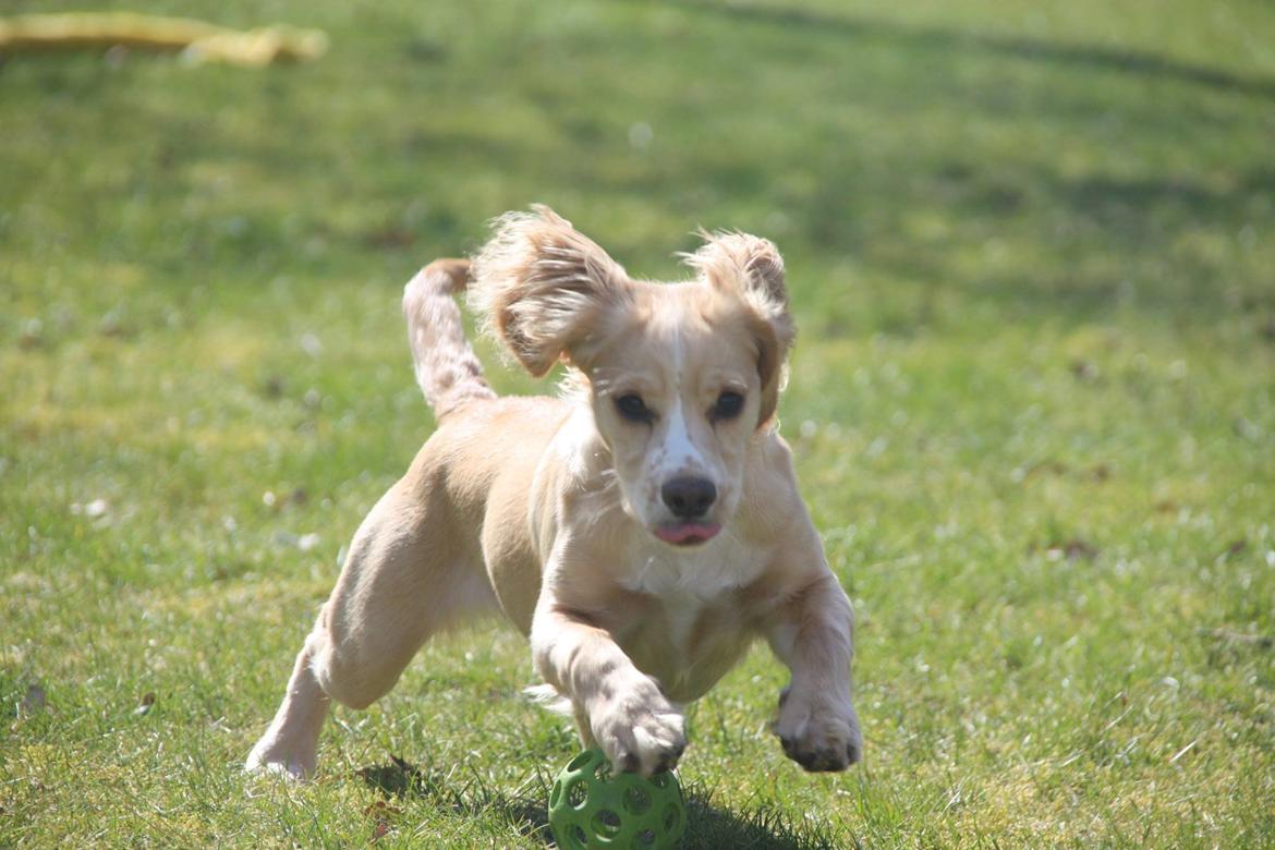 Field Trial Cockerspaniel Spilops Wild Weather Wilma billede 22