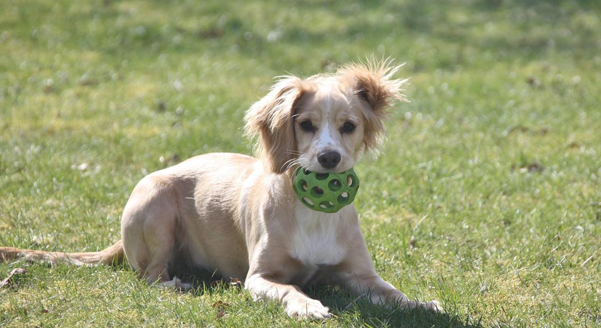 Field Trial Cockerspaniel Spilops Wild Weather Wilma billede 23