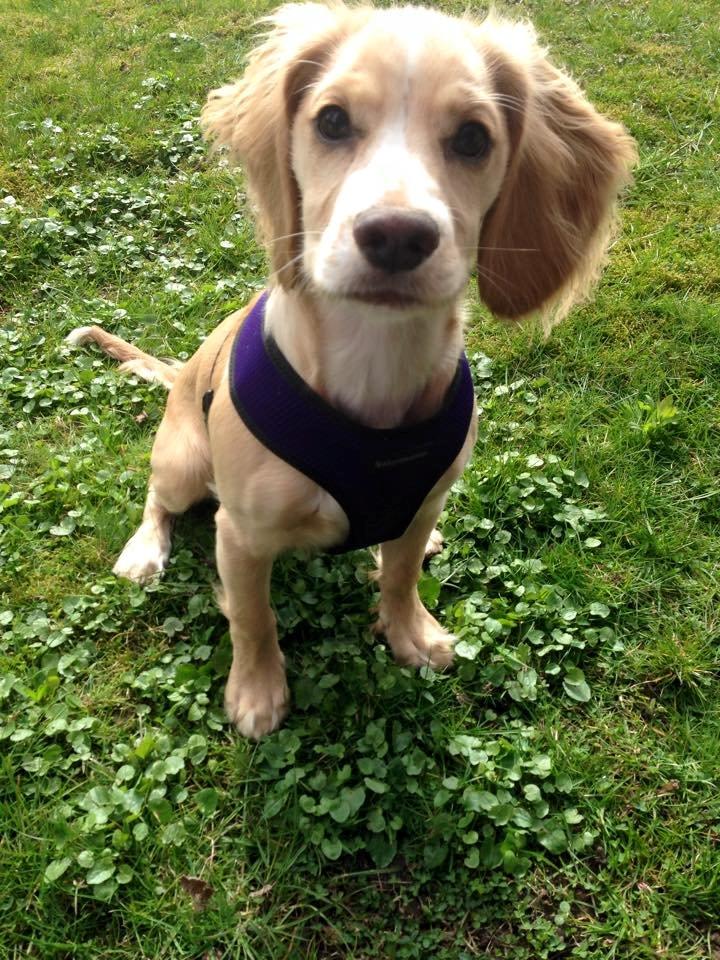 Field Trial Cockerspaniel Spilops Wild Weather Wilma billede 25