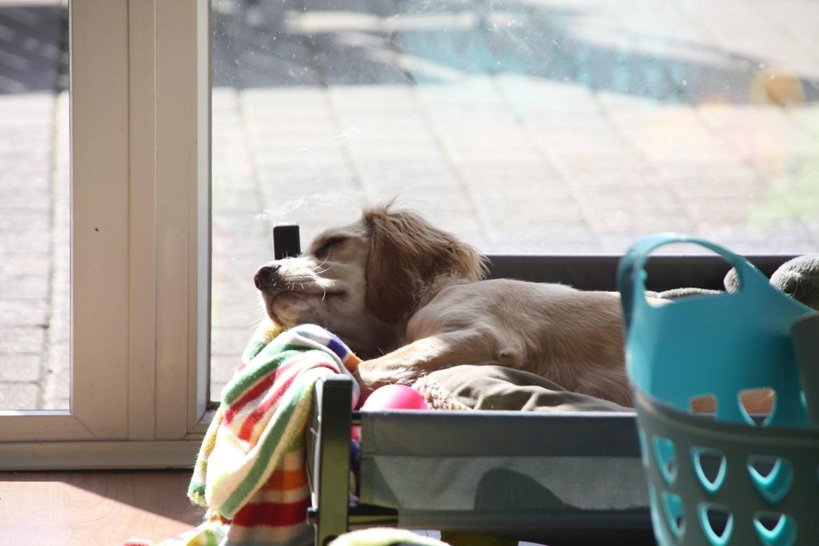 Field Trial Cockerspaniel Spilops Wild Weather Wilma billede 26