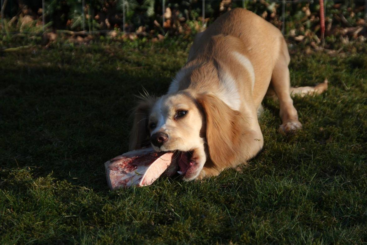 Field Trial Cockerspaniel Spilops Wild Weather Wilma billede 27