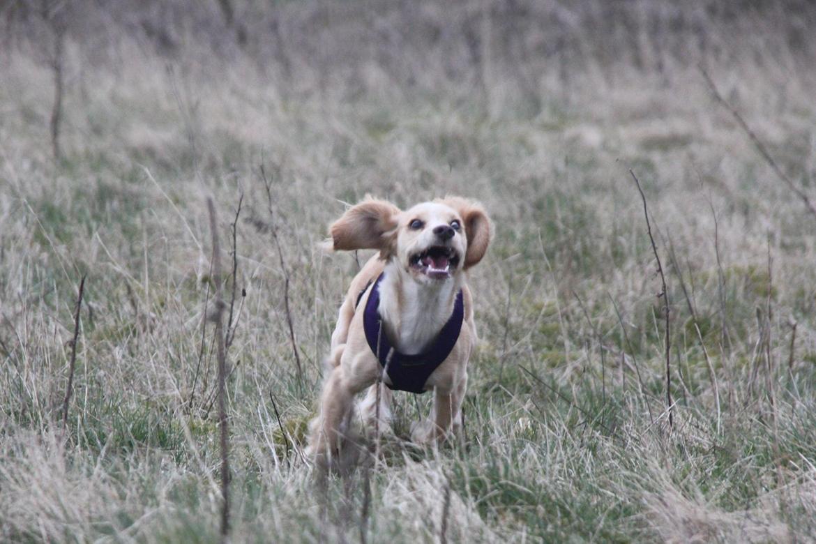 Field Trial Cockerspaniel Spilops Wild Weather Wilma billede 28