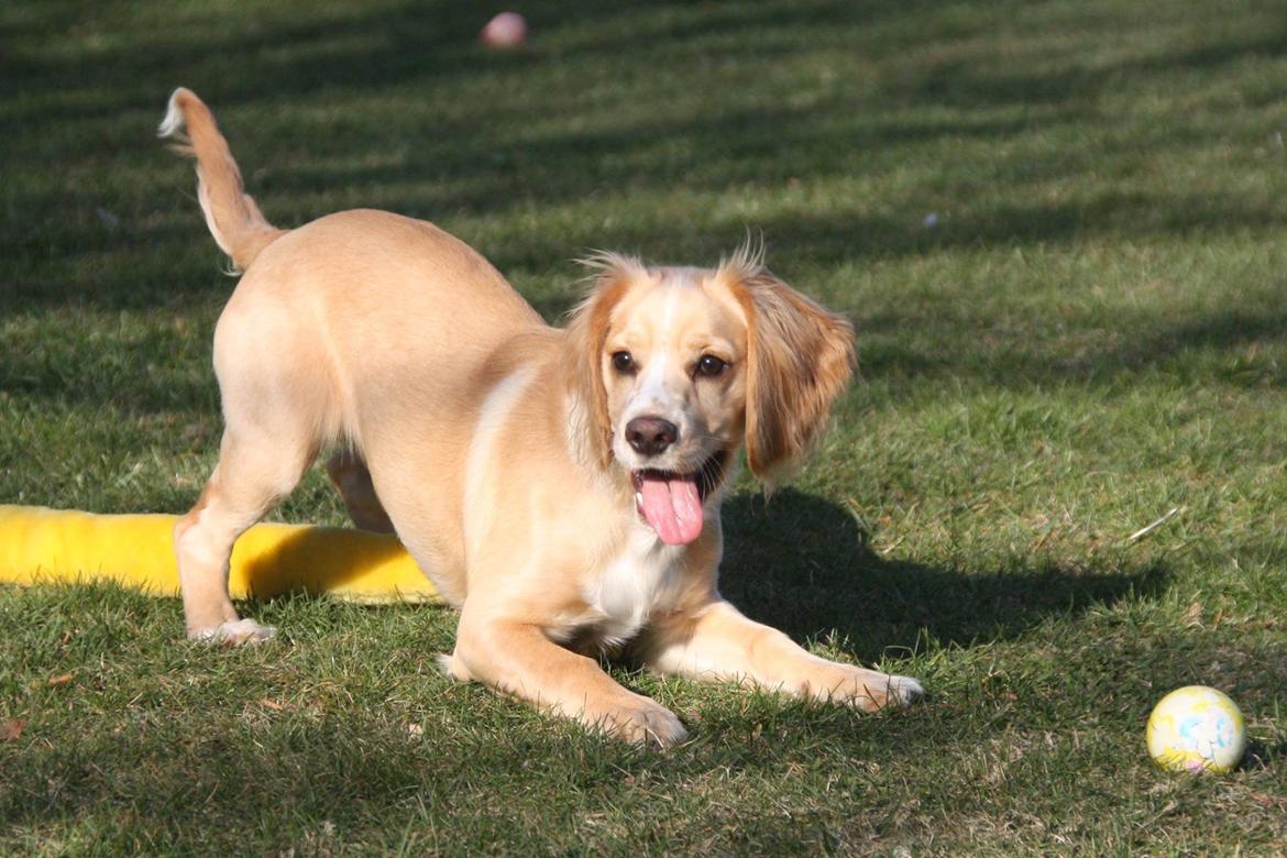 Field Trial Cockerspaniel Spilops Wild Weather Wilma billede 31