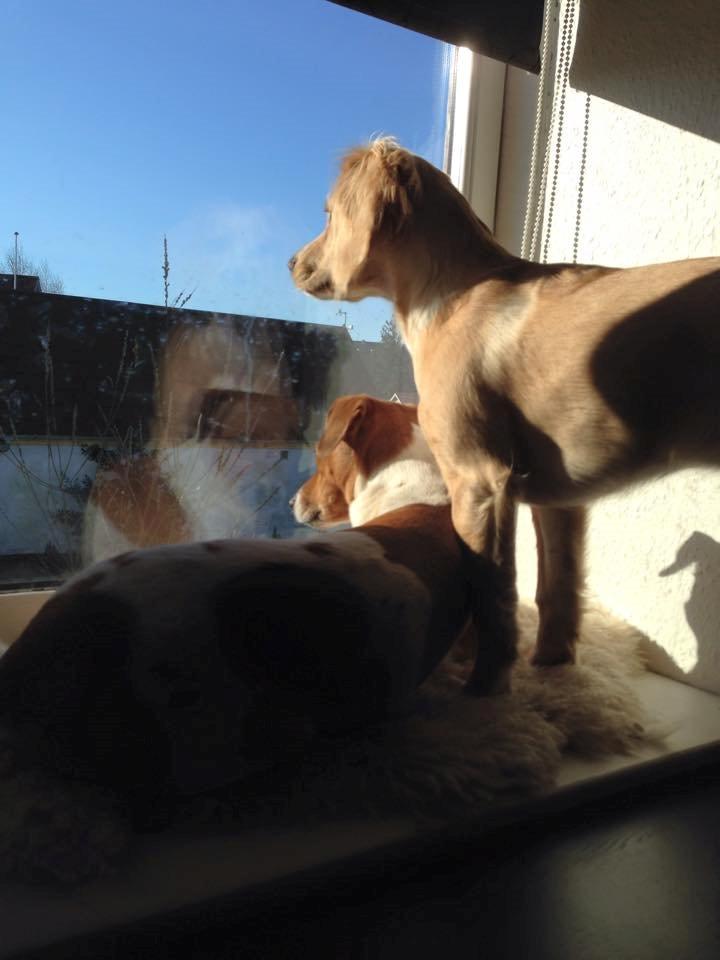 Field Trial Cockerspaniel Spilops Wild Weather Wilma billede 33