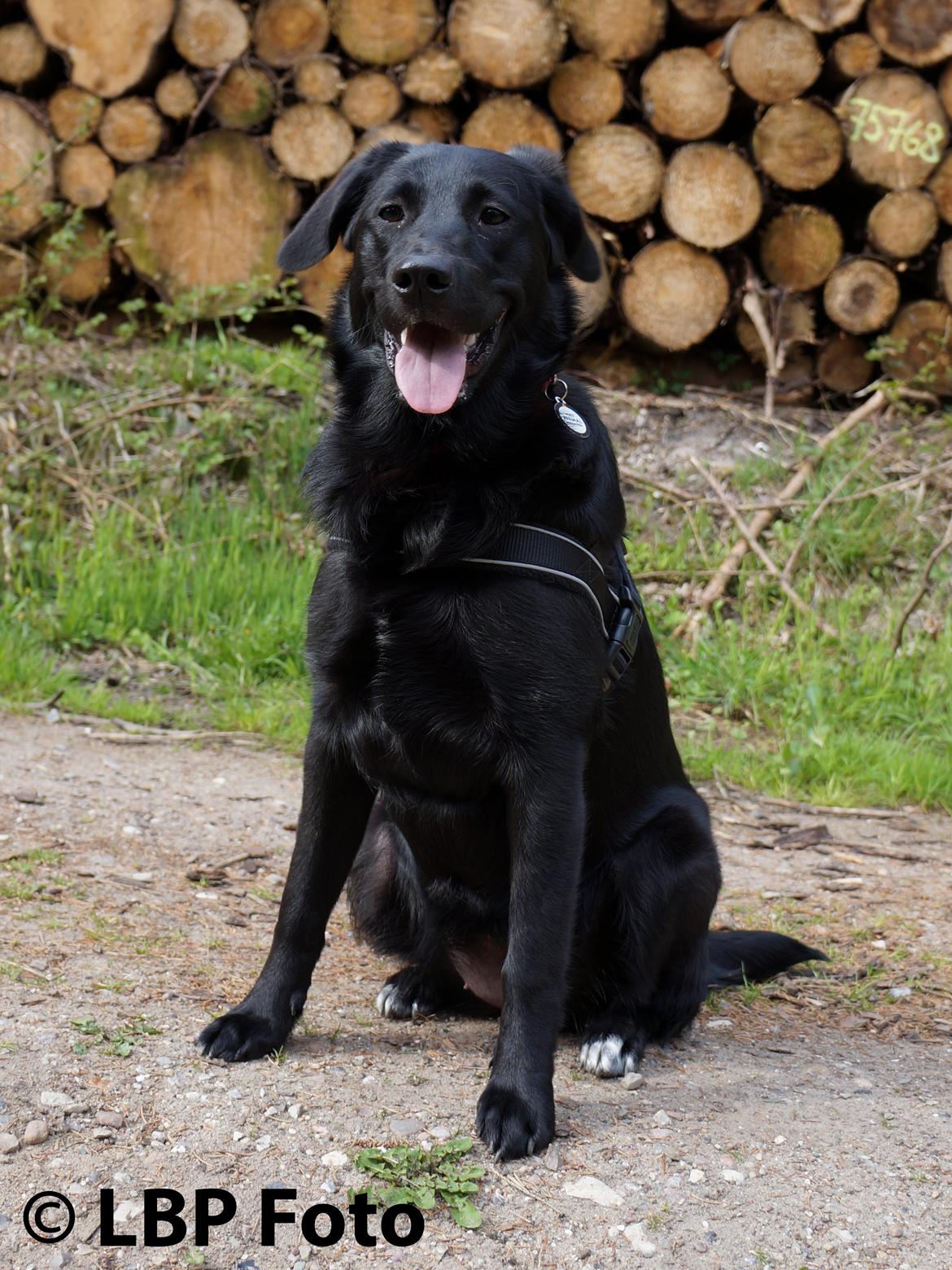 Blanding af racer Bella - 29.04 2015 billede 2