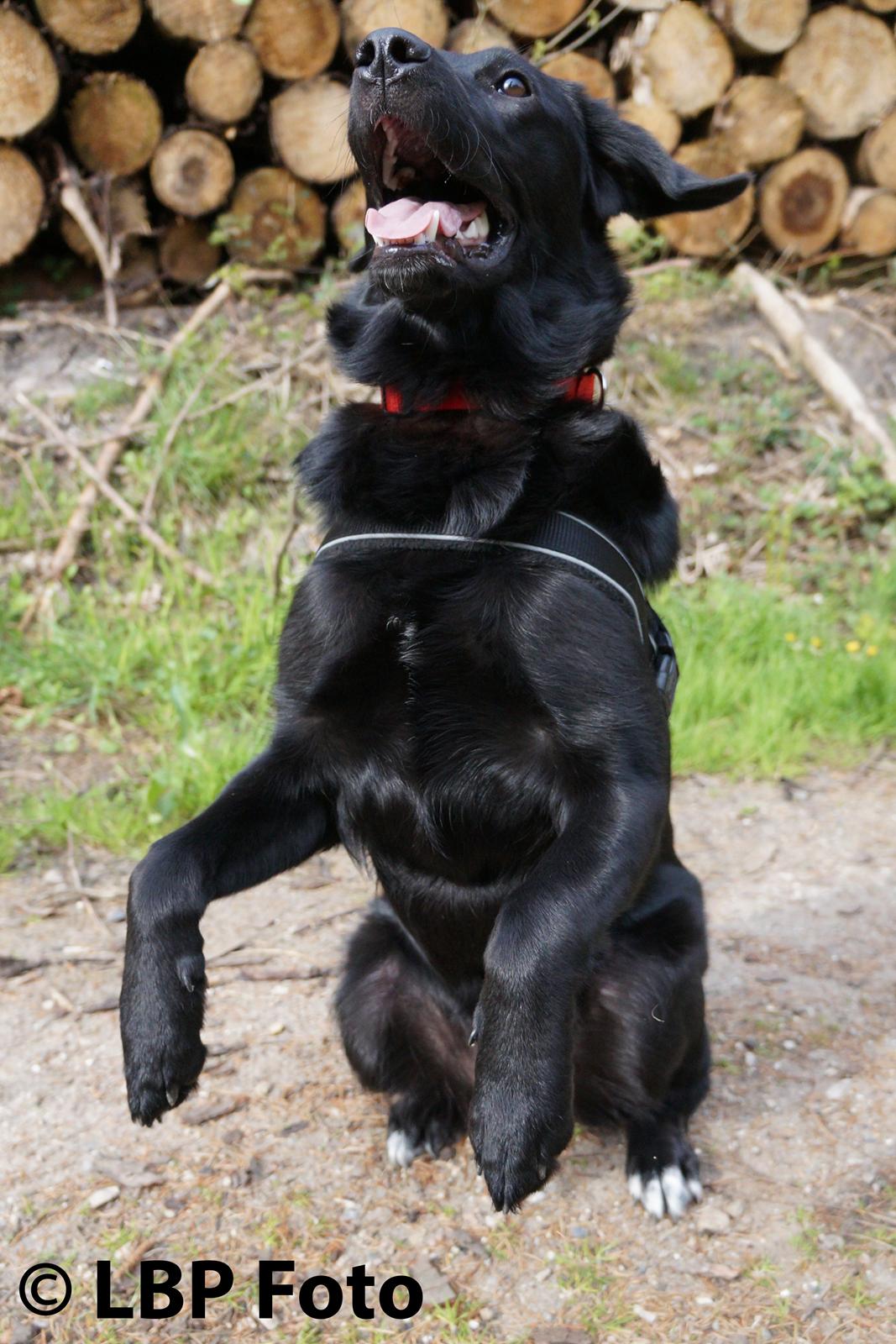 Blanding af racer Bella - 29.04 2015 - kan næsten "sid fint" <3 billede 23