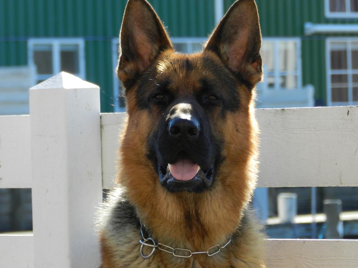 Schæferhund Studsdal Oskar - Sommerhus (Maritime Øer Ebeltoft) Næsten 18 mdr. billede 22
