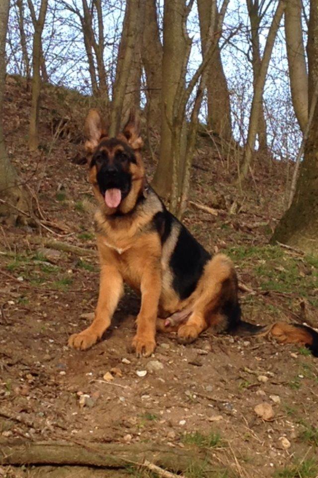 Schæferhund Studsdal Oskar - I skoven billede 19