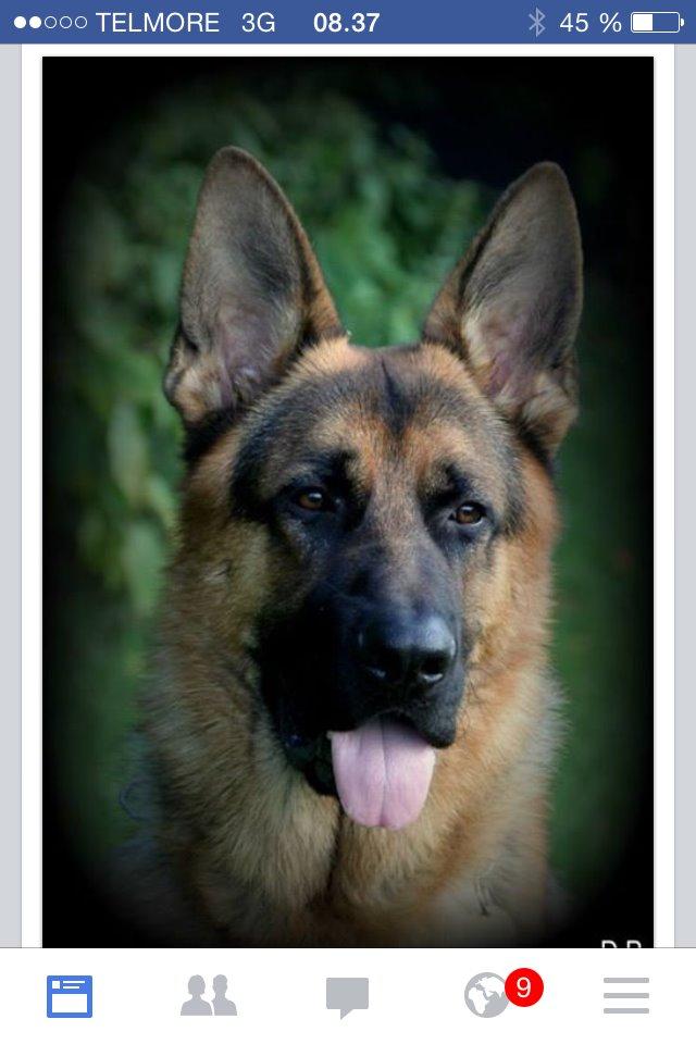 Schæferhund Studsdal Oskar - Taget af Kennel Studsdal billede 21