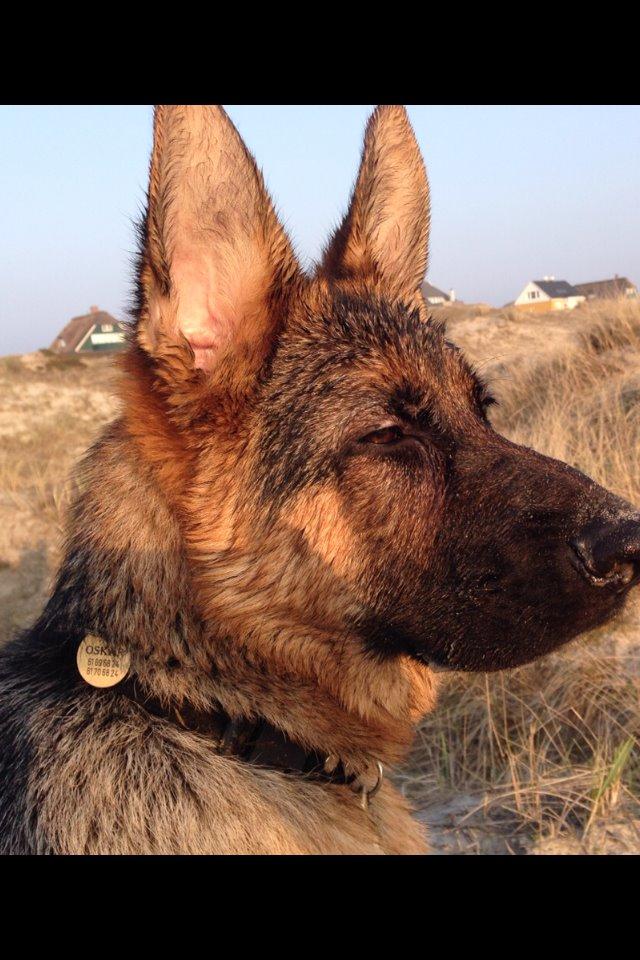Schæferhund Studsdal Oskar - Kongen af Fanø ;-) billede 20