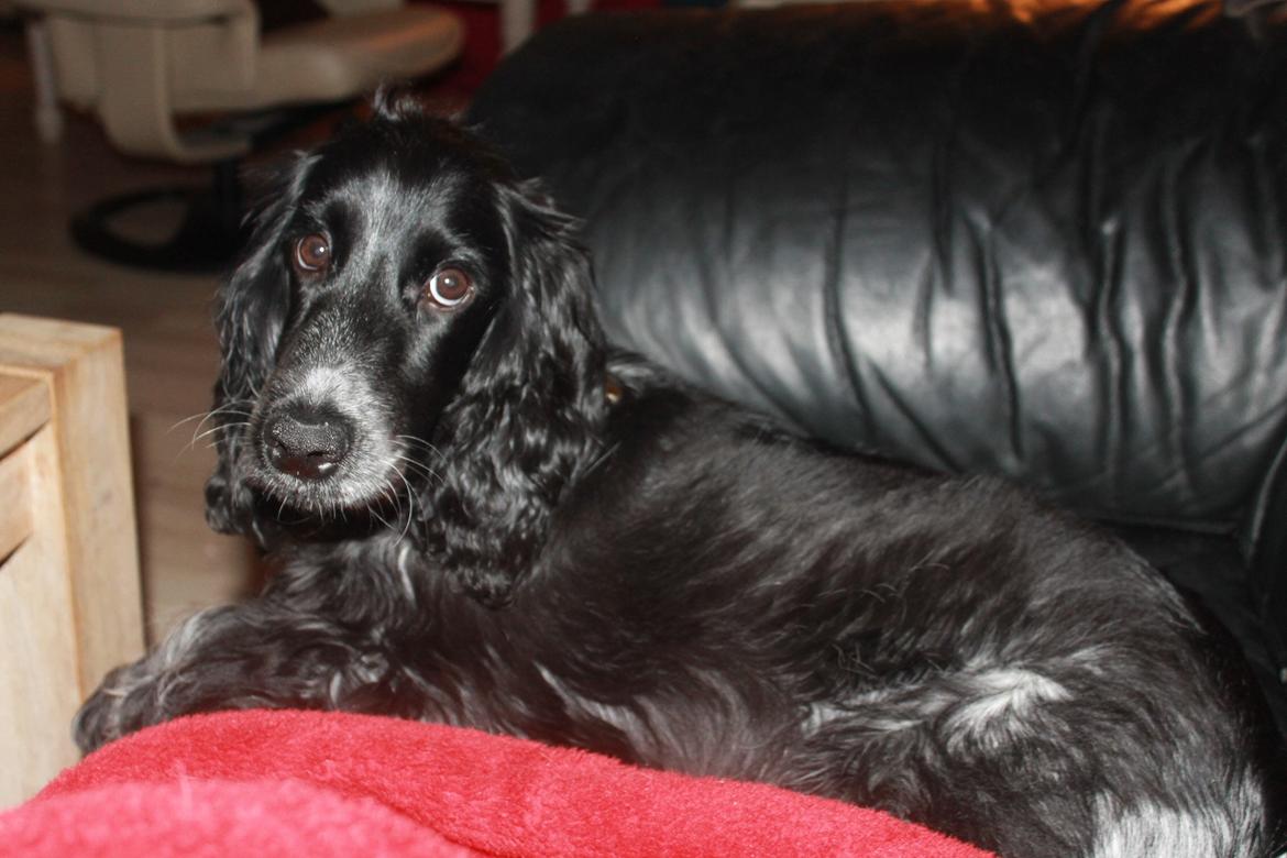 Cocker spaniel Luna <3 billede 49