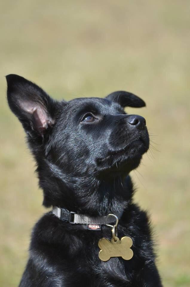 Australsk kelpie Asti - RIP November 2024 billede 18