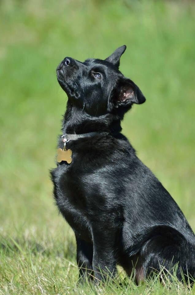 Australsk kelpie Asti - RIP November 2024 billede 20