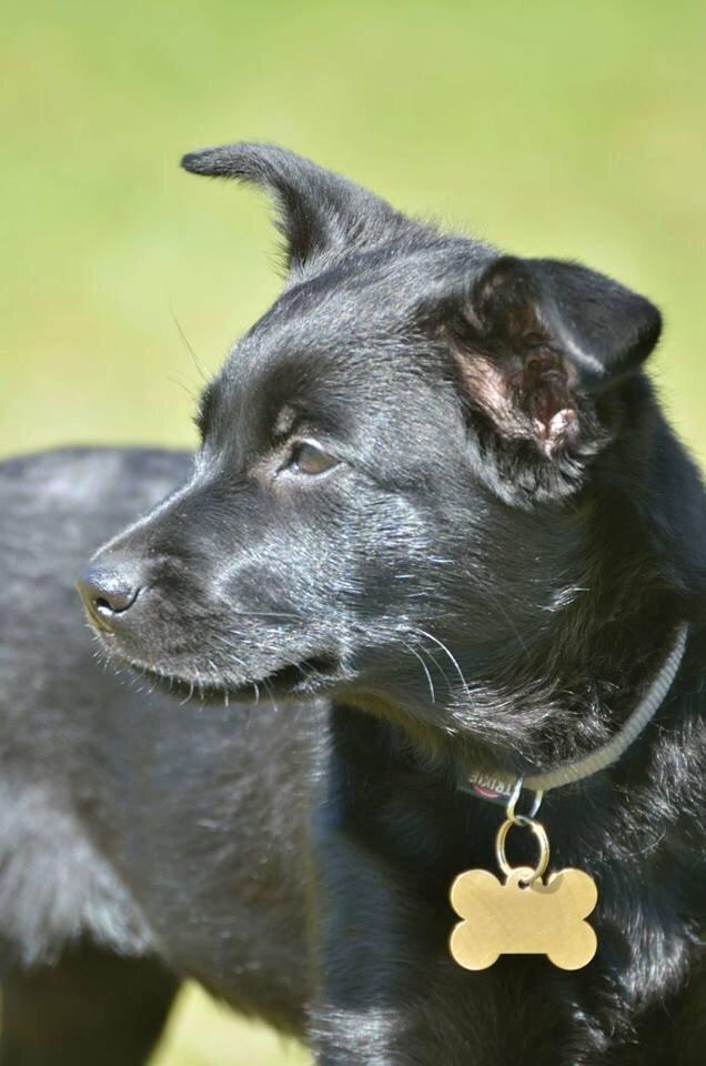 Australsk kelpie Asti - RIP November 2024 billede 21