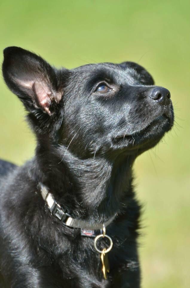 Australsk kelpie Asti - RIP November 2024 billede 22