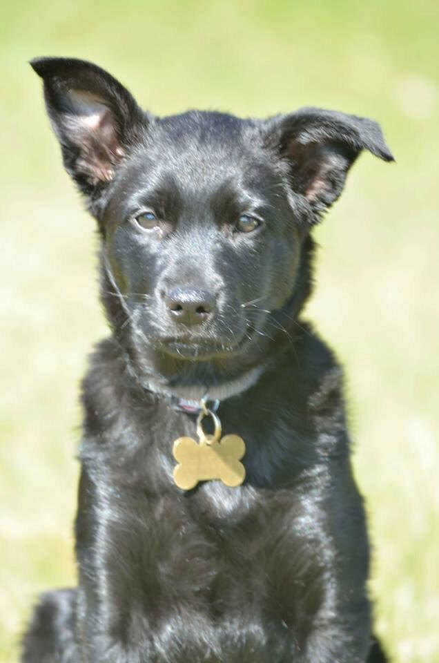 Australsk kelpie Asti - RIP November 2024 billede 23