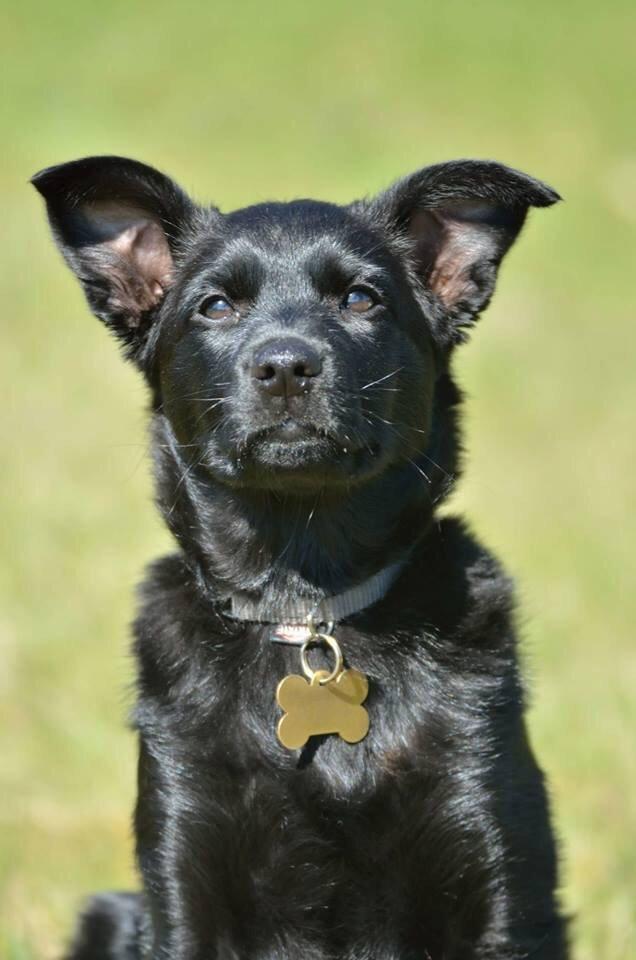 Australsk kelpie Asti - RIP November 2024 billede 24