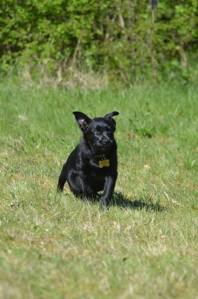 Australsk kelpie Asti - RIP November 2024 billede 25