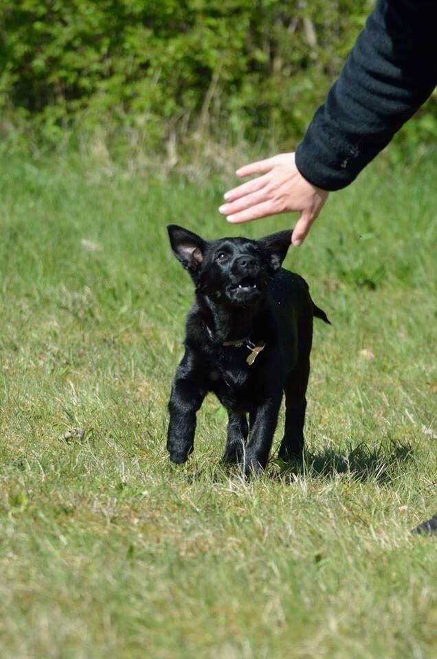 Australsk kelpie Asti - RIP November 2024 billede 26