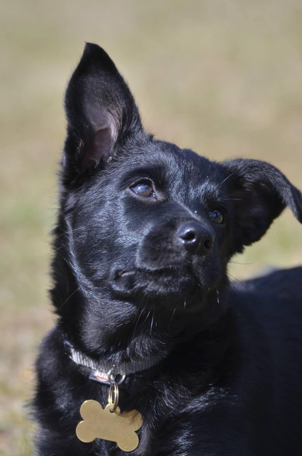 Australsk kelpie Asti - RIP November 2024 billede 19