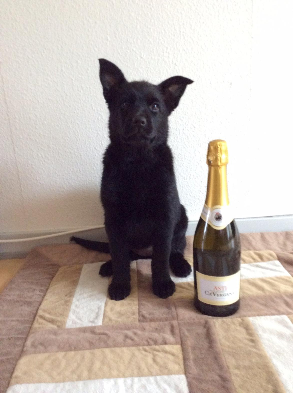 Australsk kelpie Asti - RIP November 2024 billede 27