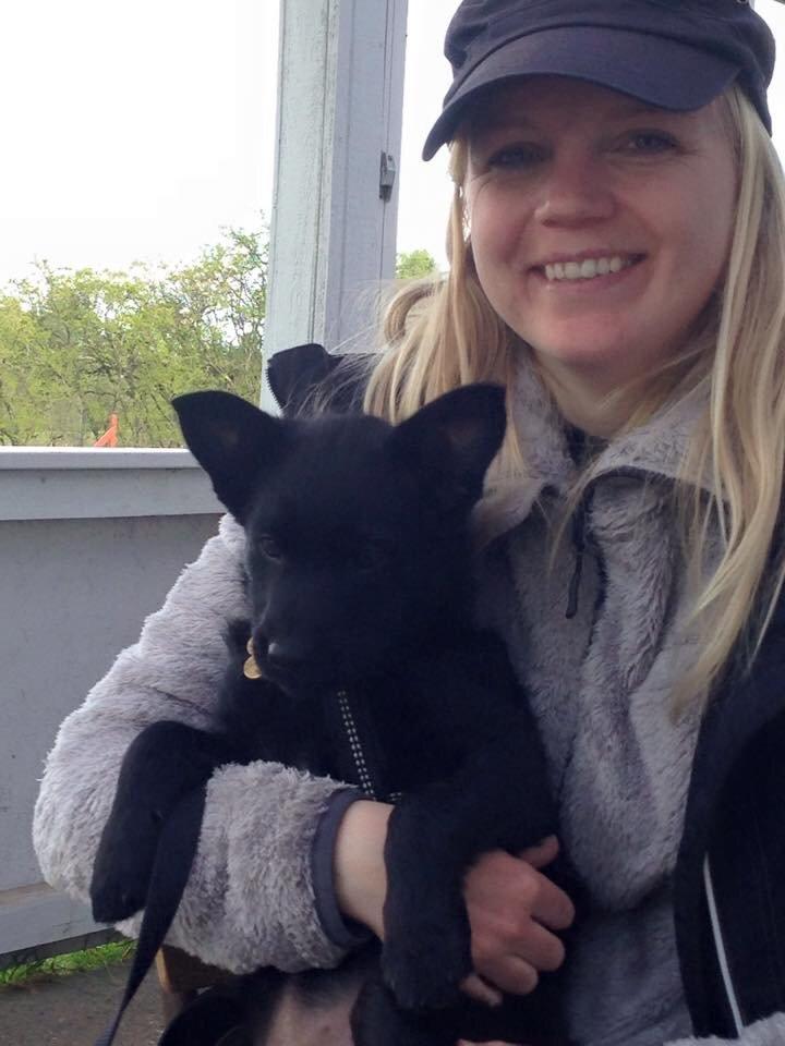 Australsk kelpie Asti - RIP November 2024 billede 28