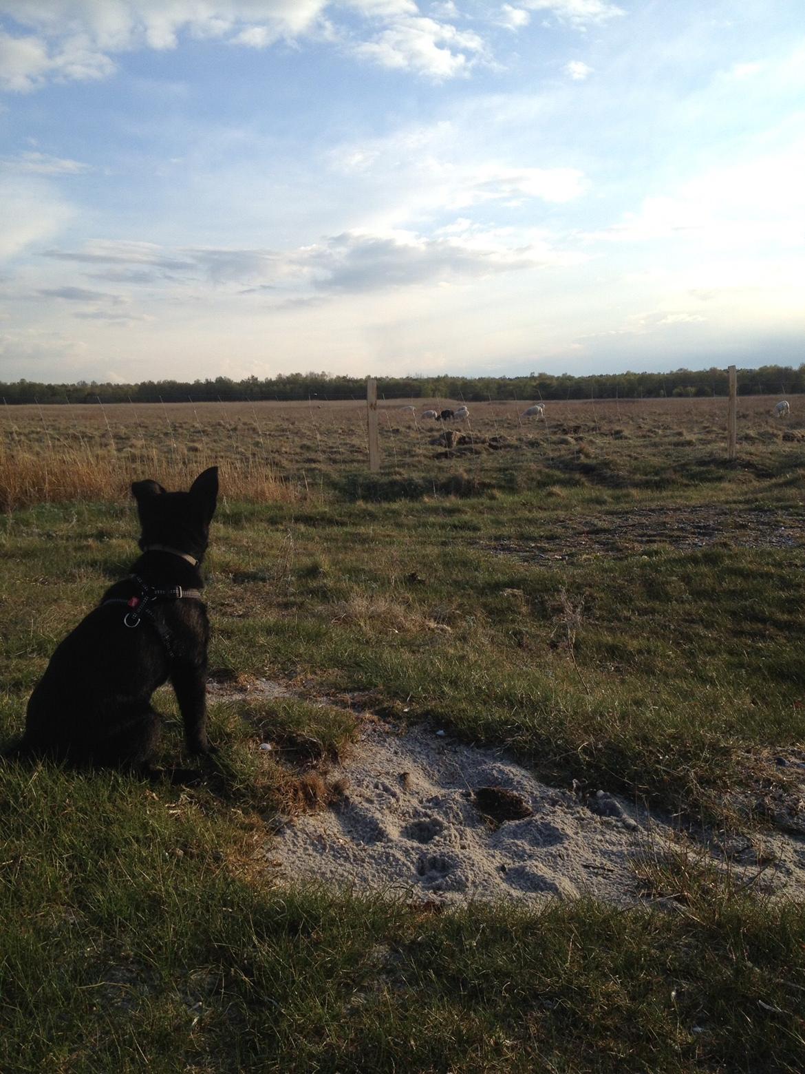 Australsk kelpie Asti - RIP November 2024 billede 29