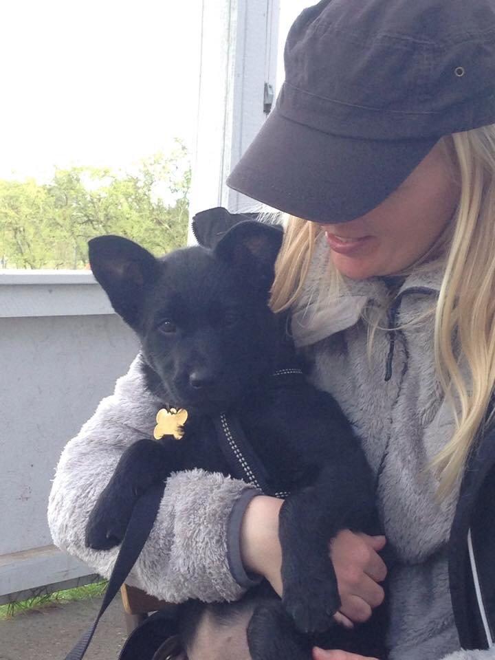 Australsk kelpie Asti - RIP November 2024 billede 30