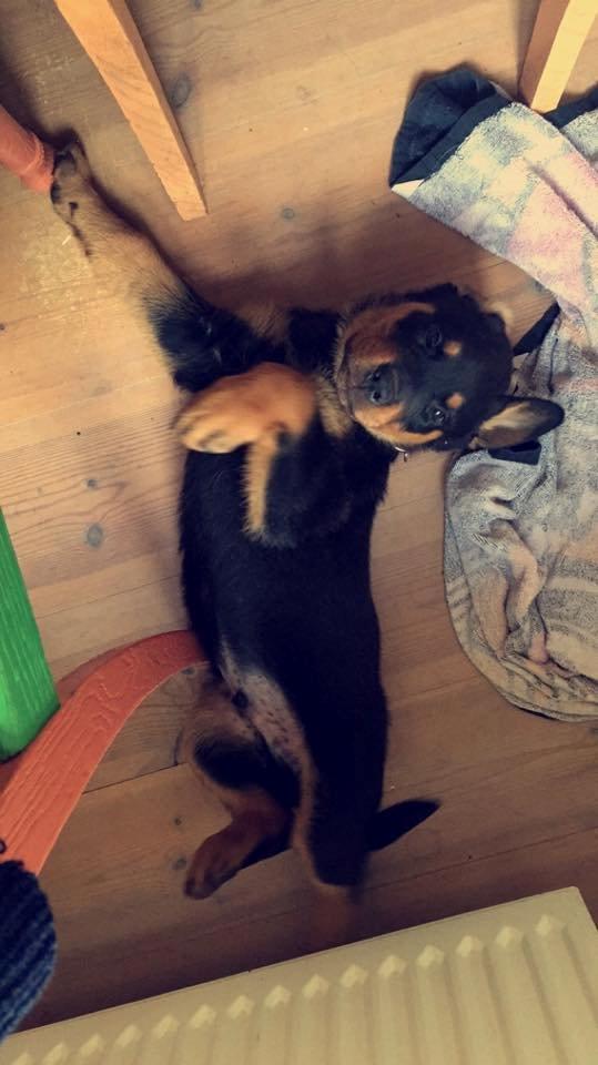 Rottweiler Anton billede 7