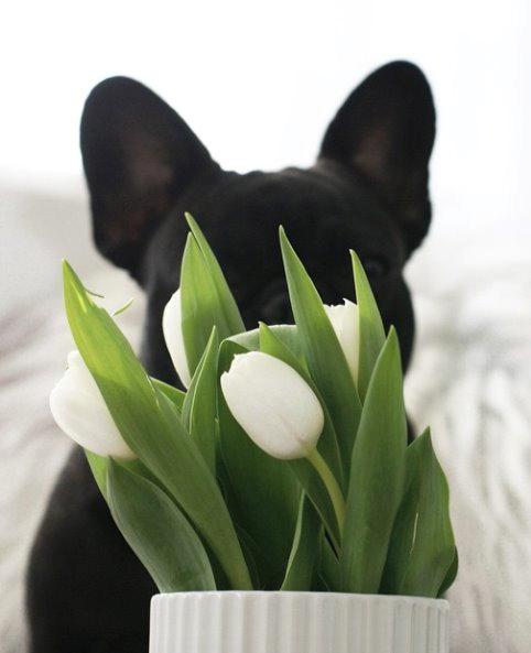 Fransk bulldog Store Linde's Beaumé billede 16