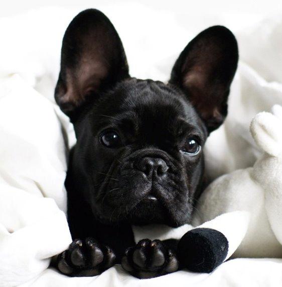 Fransk bulldog Store Linde's Beaumé billede 18