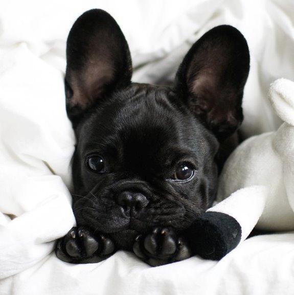 Fransk bulldog Store Linde's Beaumé billede 1