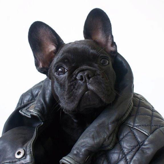 Fransk bulldog Store Linde's Beaumé billede 19