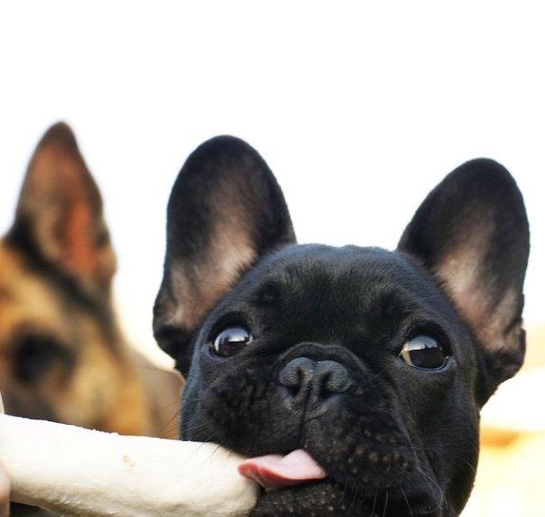 Fransk bulldog Store Linde's Beaumé billede 20