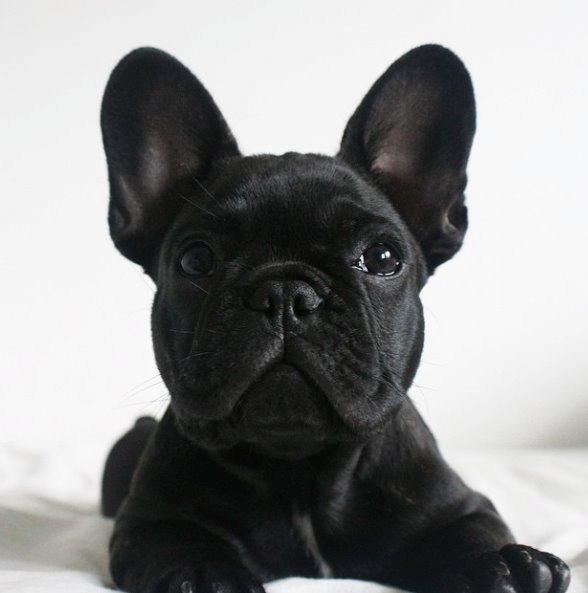 Fransk bulldog Store Linde's Beaumé billede 17