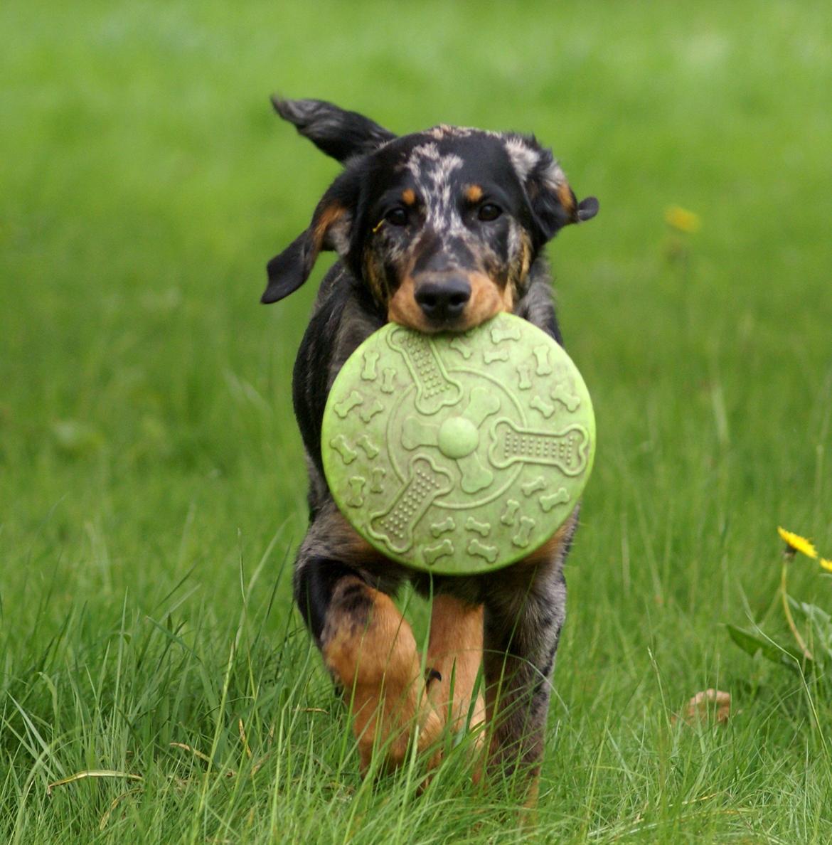 Beauceron Jesse billede 13
