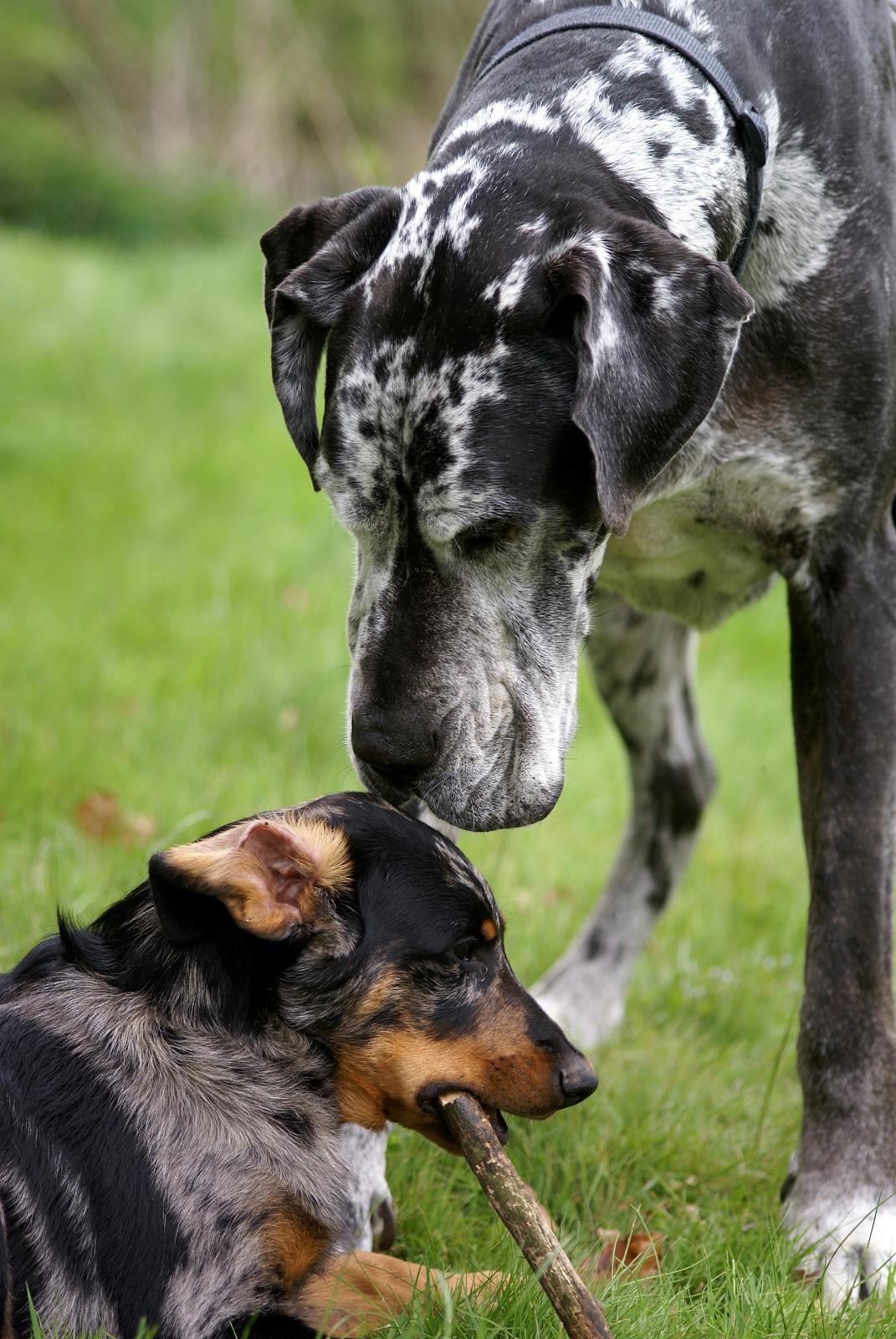 Beauceron Jesse billede 15