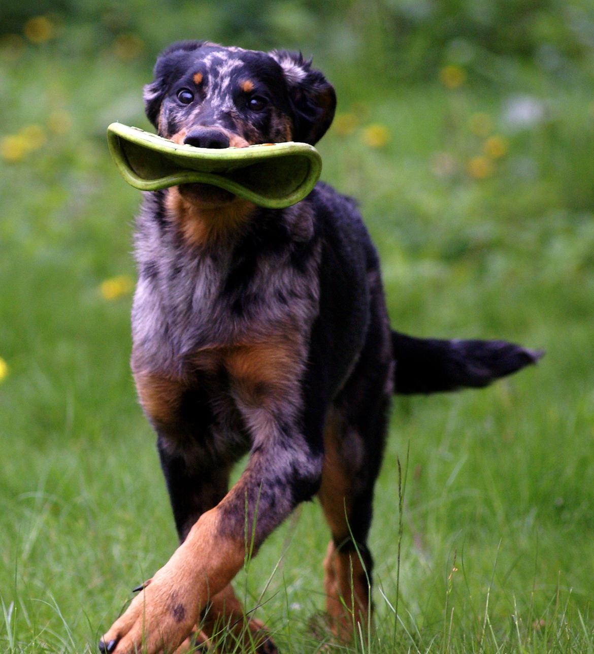 Beauceron Jesse billede 14