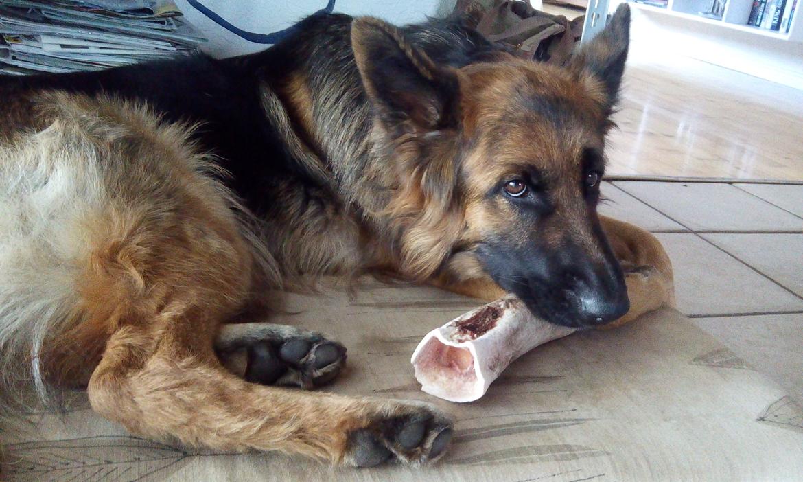 Schæferhund Vestegnen's Ciba - April 2015 billede 17