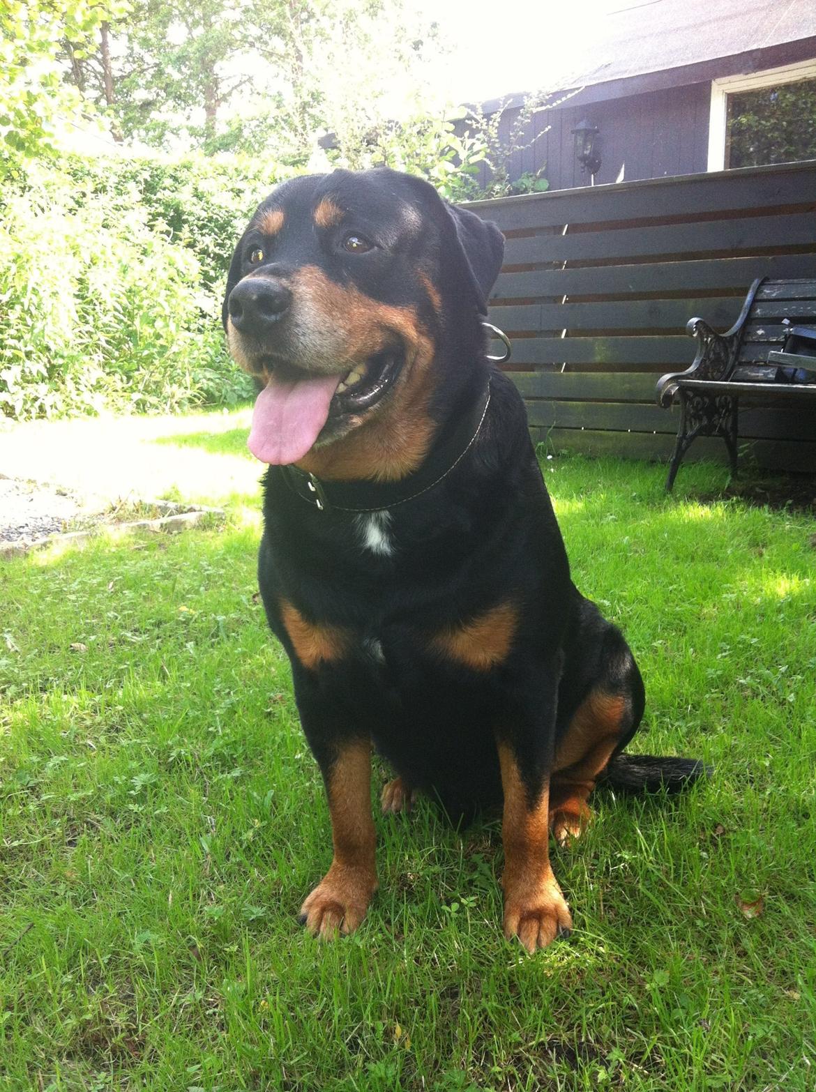 Rottweiler Buzz - Charmetrolden <3 R.I.P himmelhund) billede 1