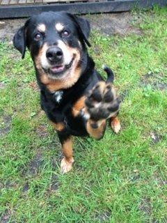 Rottweiler Buzz - Charmetrolden <3 R.I.P himmelhund) - Hi five ✋ billede 42