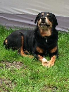 Rottweiler Buzz - Charmetrolden <3 R.I.P himmelhund) billede 44