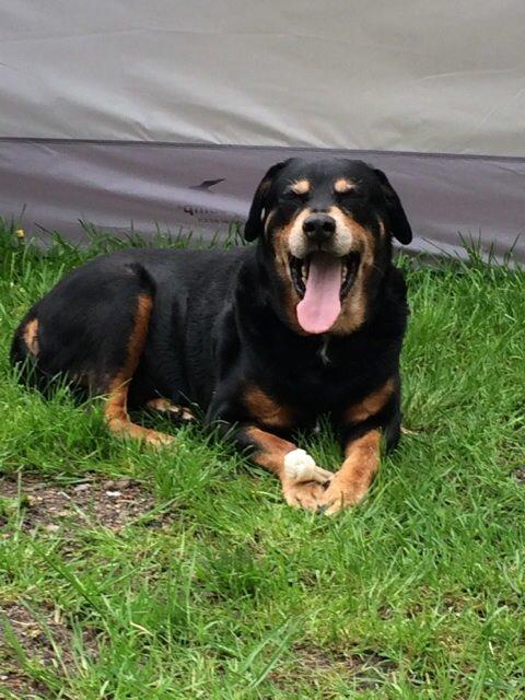 Rottweiler Buzz - Charmetrolden <3 R.I.P himmelhund) - Lidt træt  billede 45