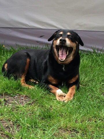 Rottweiler Buzz - Charmetrolden <3 R.I.P himmelhund) - Puha meget træt  billede 46