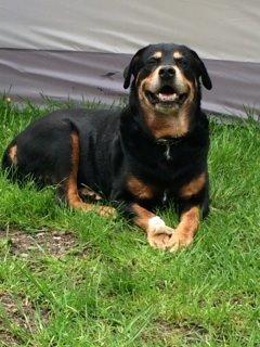 Rottweiler Buzz - Charmetrolden <3 R.I.P himmelhund) billede 43