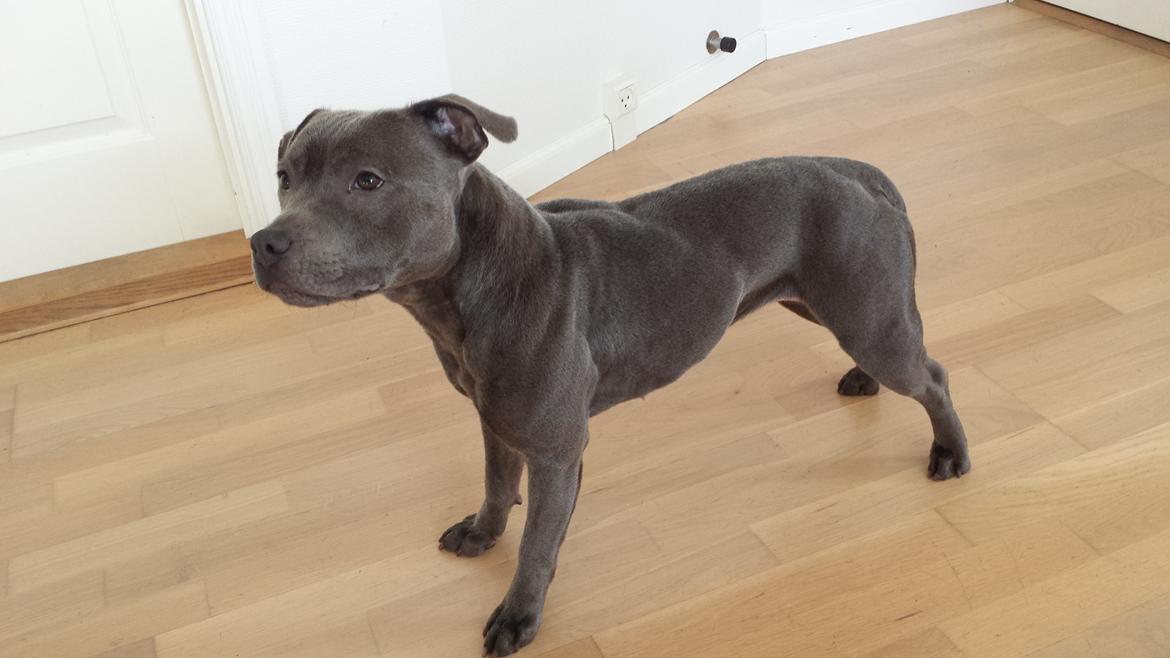 Staffordshire bull terrier Mumu billede 13