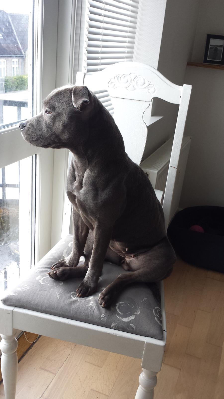 Staffordshire bull terrier Mumu billede 14