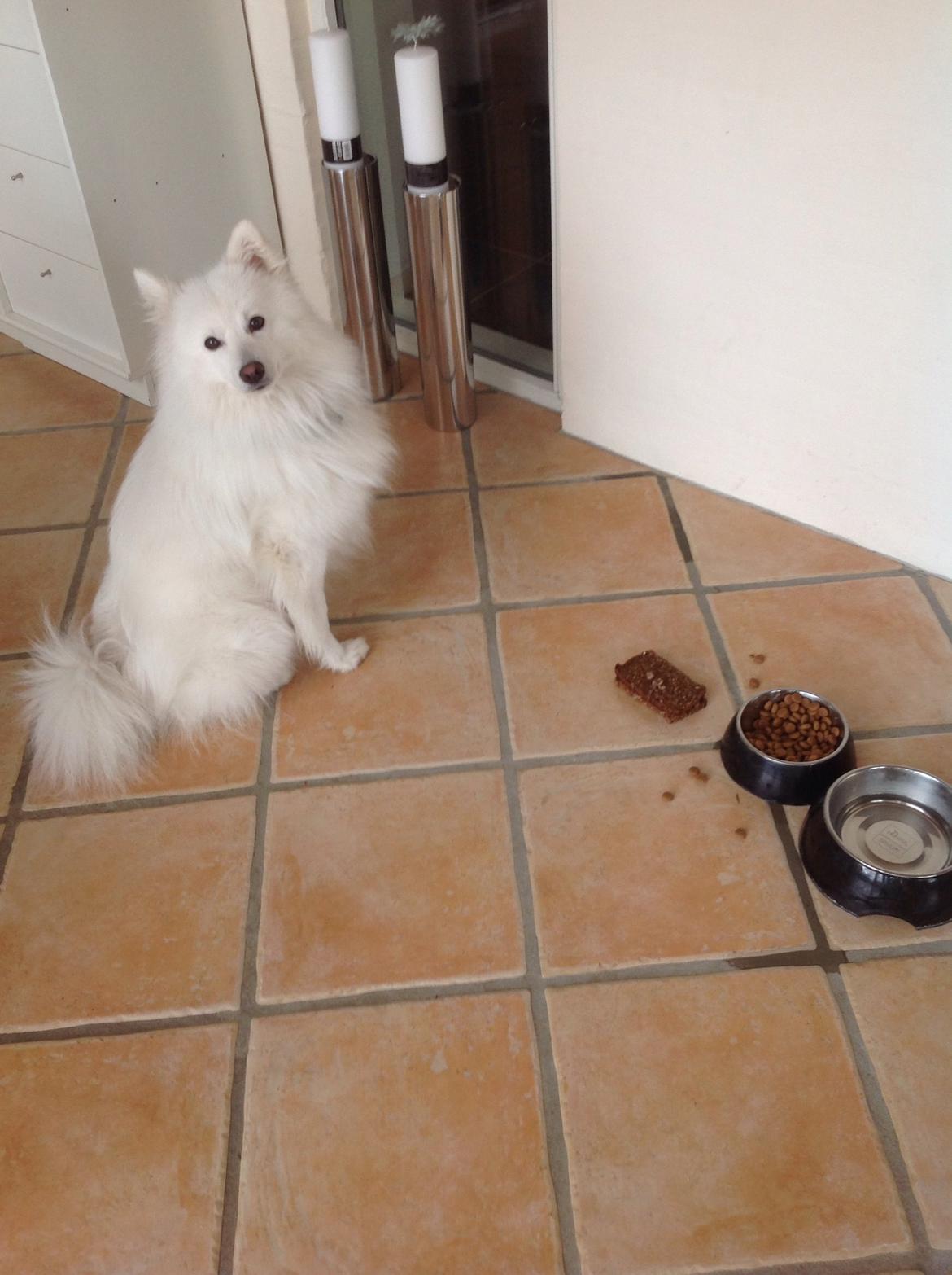 Japansk spids Kenzo billede 17