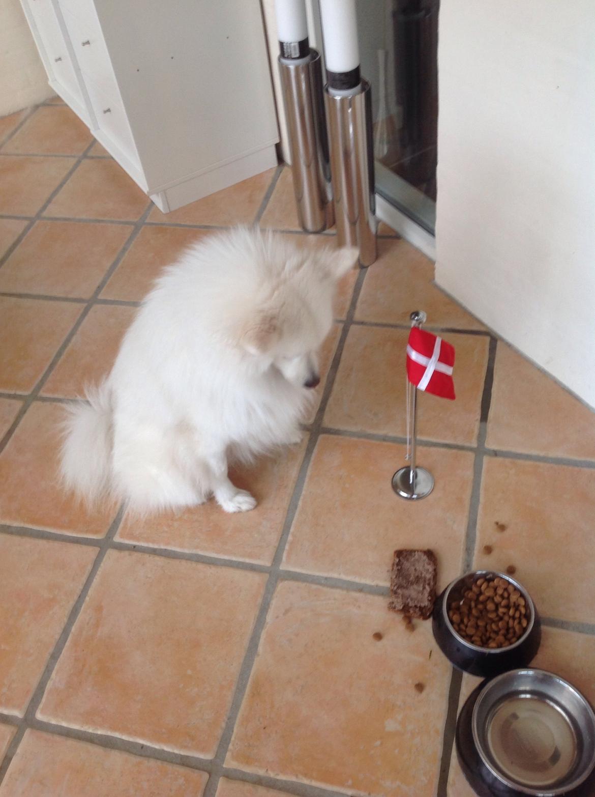 Japansk spids Kenzo billede 19